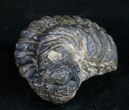 Arched Phacops Trilobite - Bumpy Shell #10600-2